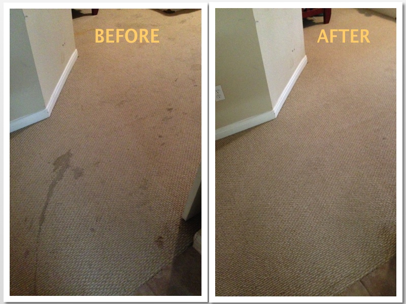 Pet Treatment and Carpet Cleaning Beyer Carpet Cleaning