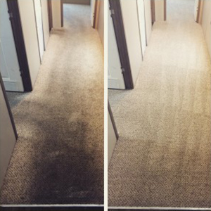 Pet Urine Stain Removal, best professional carpet cleaning san antonio