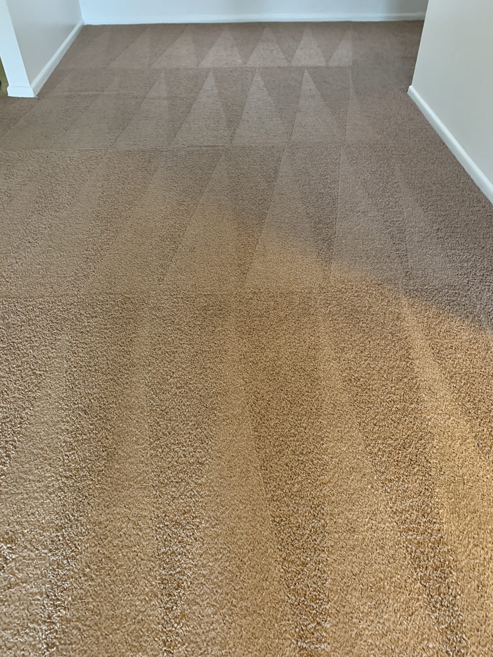 Best Carpet Cleaners in San Antonio